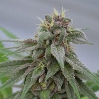 Medicann  Cannabis  Seeds  Pure  Kush