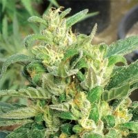 Medicann  Cannabis  Seeds  Scrog