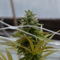 Medicann  Cannabis  Seeds  Sfv  Og  Kush