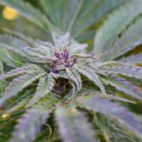 Medicann  Cannabis  Seeds  Strawberry  Banana