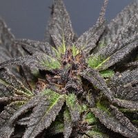 Medicann  Cannabis  Seeds  Wedding  Cake