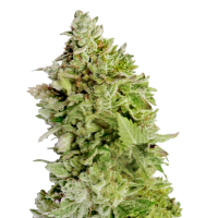 Mega Buds Cannabis Seeds Beast Mode Auto