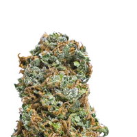 Mega  Buds  Cannabis  Seeds  Big  Bruce
