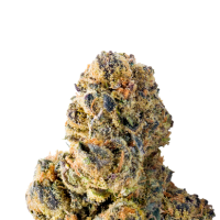 Mega  Buds  Cannabis  Seeds  Colossal  Purps
