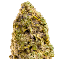 Mega  Buds  Cannabis  Seeds  Fast  Master