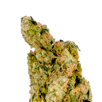 Mega  Buds  Cannabis  Seeds  Giant  Skittlez
