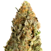 Mega  Buds  Cannabis  Seeds  Mega  Cbd