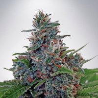 Ministry  Of  Cannabis  Seeds  Auto  Blue  Amnesia