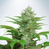 Ministry  Of  Cannabis  Seeds  Auto  Cbd  Star