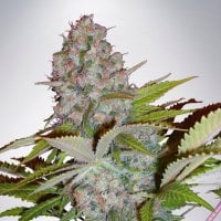 Ministry  Of  Cannabis  Seeds  Auto  Cream  Nl
