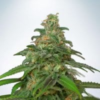 Ministry  Of  Cannabis  Seeds  Auto  Mandarin  Haze