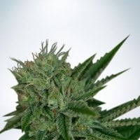 Ministry  Of  Cannabis  Seeds  Auto  Northern  Lights