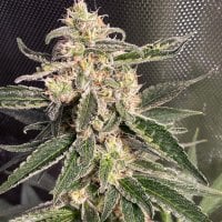 Ministry  Of  Cannabis  Seeds  Auto  Sweet  Donkey