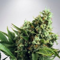 Ministry Of Cannabis Seeds Auto White Widow