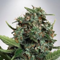 Ministry  Of  Cannabis  Seeds  Autopilot  Xxl