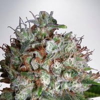 Ministry  Of  Cannabis  Seeds  Big  Bud  Xxl