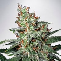 Ministry  Of  Cannabis  Seeds  Carnival