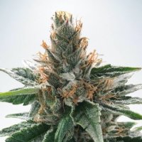 Ministry Of Cannabis Seeds God S Glue