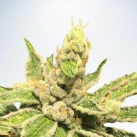 Ministry Of Cannabis Seeds Mamacita S Cookies