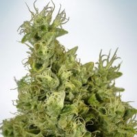 Ministry  Of  Cannabis  Seeds  Mandarin  Haze