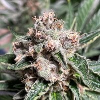 Ministry  Of  Cannabis  Seeds  Mars  Mellow