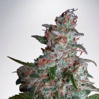 Ministry  Of  Cannabis  Seeds  Northern  Lights