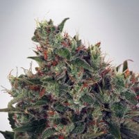 Ministry  Of  Cannabis  Seeds  Ultra  White  Amnesia