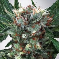 Ministry  Of  Cannabis  Seeds  Zensation