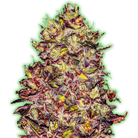 Monster  Genetics  Cannabis  Seeds  Monster  Gelato  Auto