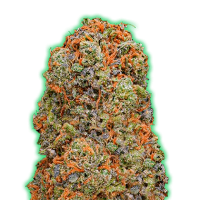 Monster  Genetics  Cannabis  Seeds  Monster  Gelato