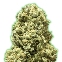 Monster  Genetics  Cannabis  Seeds  Monster  Girl  Scout  Cookies