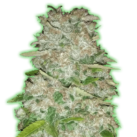 Monster  Genetics  Cannabis  Seeds  Monster  Gorilla  Glue
