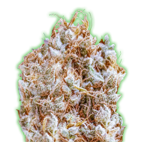 Monster  Genetics  Cannabis  Seeds  Monster  Zkittlez