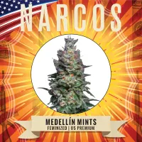 Narcos  Cannabis  Seeds  Medellin  Mints