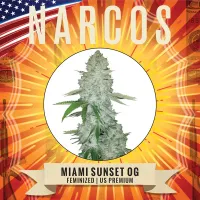 Narcos  Cannabis  Seeds  Miami  Sunset  Og