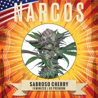Narcos  Cannabis  Seeds  Sabraso  Cherry