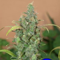 Next  Generation  Cannabis  Seeds  Auto  Ak