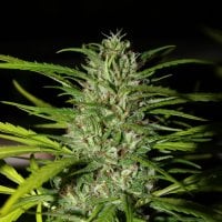 Next  Generation  Cannabis  Seeds  Auto  Grapefruit  Haze