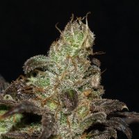 Next  Generation  Cannabis  Seeds  Bc  Purps