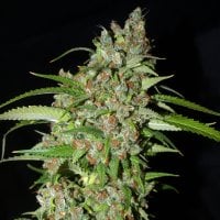 Next  Generation  Cannabis  Seeds  Dynamite  Automatic
