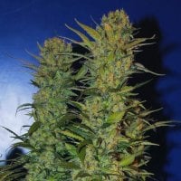 Nirvana Cannabis Seeds Ak 48