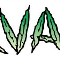 Nirvana  Cannabis  Seeds  Amnesia