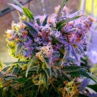 Nirvana  Cannabis  Seeds  Aurora  Indica