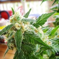 Nirvana  Cannabis  Seeds  Auto  Ak 48
