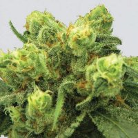 Nirvana  Cannabis  Seeds  Big  Bud  Auto