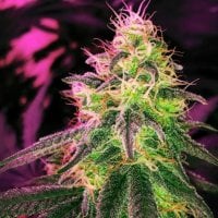 Nirvana  Cannabis  Seeds  Black  Jack  Auto