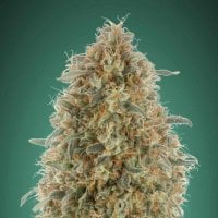 Nirvana  Cannabis  Seeds  Blueberry