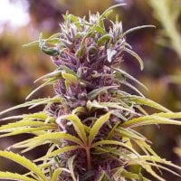 Nirvana  Cannabis  Seeds  Durban  Poison