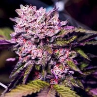 Nirvana  Cannabis  Seeds  Gelato