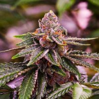 Nirvana  Cannabis  Seeds  Girl  Scout  Cookies  Auto